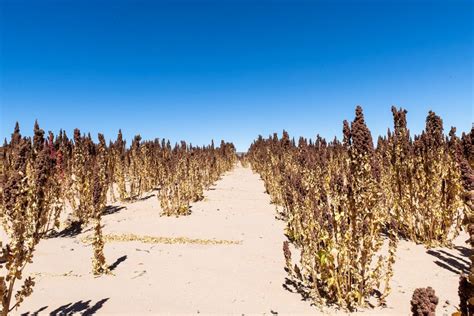  ¡Quinoa: Un Tesoro Andino para la Industria Textil del Futuro!