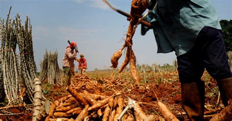  ¡Yucca: Una Maravilla Versátil para la Industria de Biocombustibles y Alimentos!